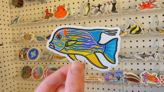 Sailfin Snapper Sticker