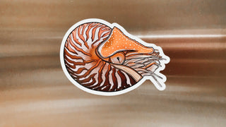 Chambered Nautilus Magnet