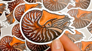 Chambered Nautilus Sticker