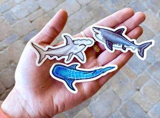 Whale Shark Sticker