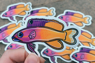 Royal Gramma Sticker