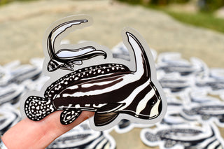 Spotted Drum Fish Sticker