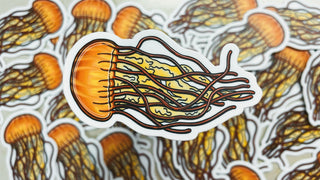 Pacific Sea Nettle Sticker